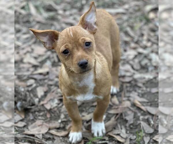 Medium Photo #3 Chihuahua-Unknown Mix Puppy For Sale in Yardley, PA, USA