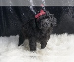 Small Photo #5 Poodle (Toy) Puppy For Sale in WARSAW, IN, USA