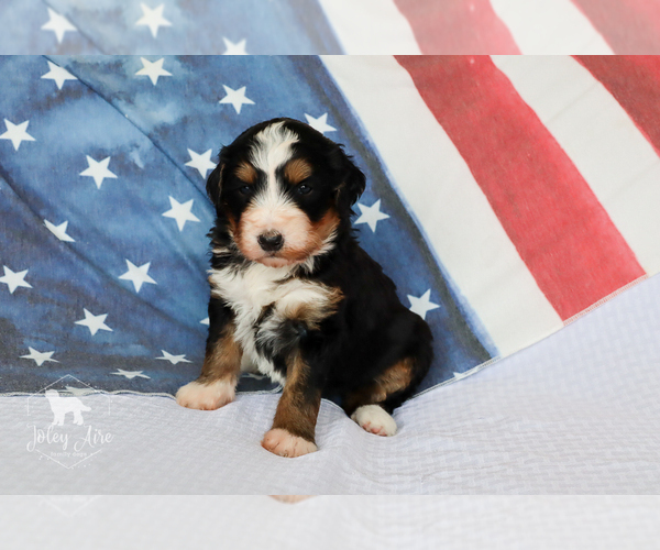 Medium Photo #9 Bernedoodle Puppy For Sale in CARLOCK, IL, USA