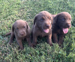 Small Photo #2 Labrador Retriever Puppy For Sale in RUTHERFORDTON, NC, USA
