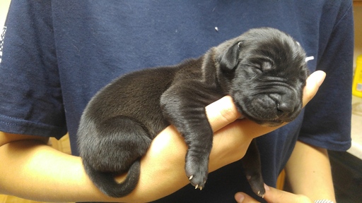 Medium Photo #1 Great Dane Puppy For Sale in COLORADO SPRINGS, CO, USA