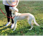Small #12 white german shepherd Mix