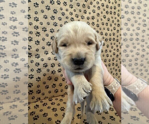 Medium Photo #5 Golden Retriever Puppy For Sale in PANA, IL, USA