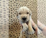 Small #4 Golden Retriever