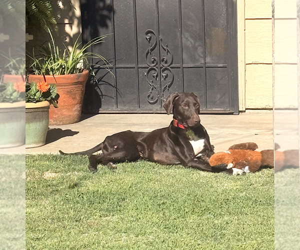 Medium Photo #2 German Shorthaired Pointer Puppy For Sale in Menlo Park, CA, USA