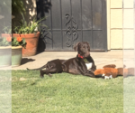 Small #1 German Shorthaired Pointer