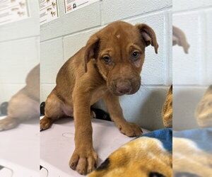 Shepradors Dogs for adoption in Corpus Christi, TX, USA