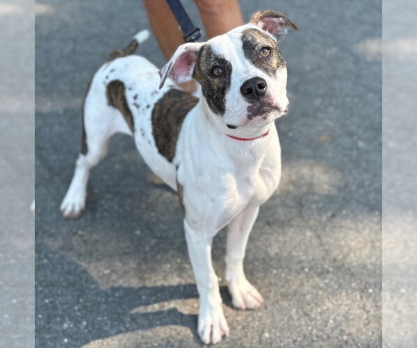 Medium Photo #4 Mutt Puppy For Sale in Canton, CT, USA