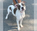 Small #3 Mutt