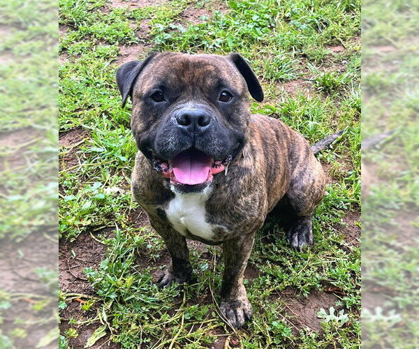 Medium Photo #1 Bulldog-Unknown Mix Puppy For Sale in Sacramento, CA, USA