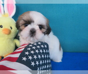 Shih Tzu Litter for sale in PHELAN, CA, USA