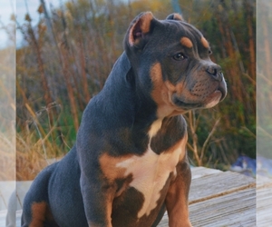 American Bully Puppy for sale in POMONA, MO, USA