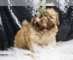 Shih Tzu Puppy for Sale in WARSAW, Indiana USA