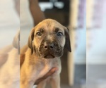 Puppy Purple Cane Corso