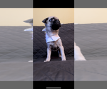 Small Photo #17 Pug Puppy For Sale in HOUSTON, TX, USA
