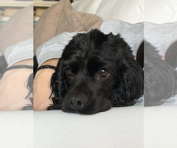 Medium Photo #5 Cocker Spaniel-Unknown Mix Puppy For Sale in Arlington, VA, USA