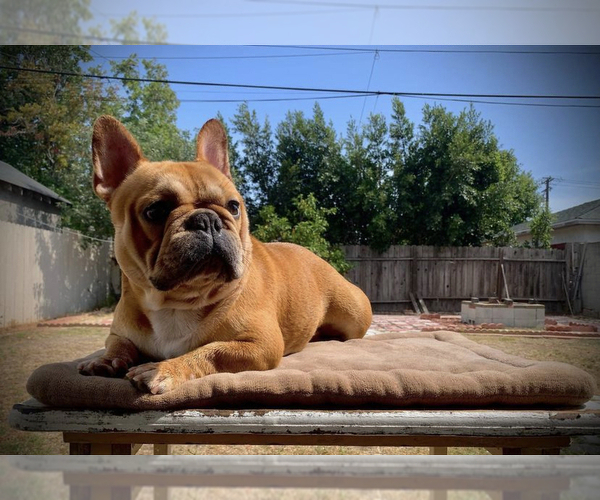 Medium Photo #1 French Bulldog Puppy For Sale in MORENO VALLEY, CA, USA