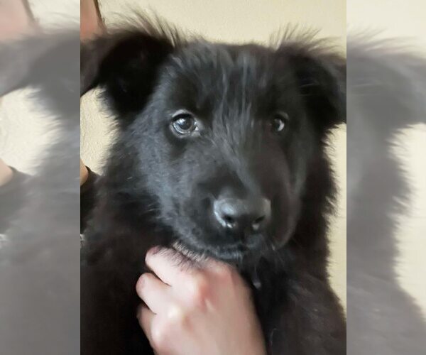Medium Photo #6 German Shepherd Dog-Unknown Mix Puppy For Sale in Imlay City, MI, USA