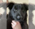 Small #5 German Shepherd Dog Mix