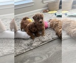 Small #5 Maltipoo