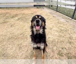 German Shepherd Dog Dogs for adoption in Orange, CA, USA