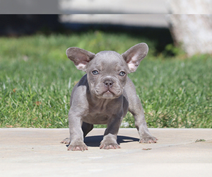 Maltipoo Puppy for sale in LITTLEROCK, CA, USA