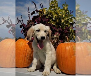 Golden Retriever Puppy for sale in FREDERICKSBURG, OH, USA