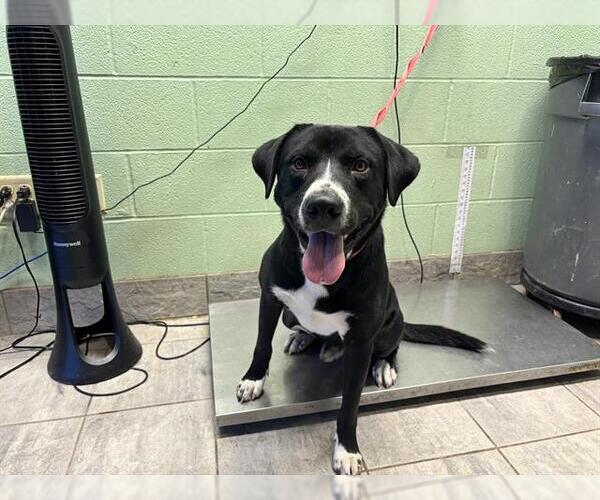 Medium Photo #1 American Staffordshire Terrier-Unknown Mix Puppy For Sale in Grand Prairie, TX, USA