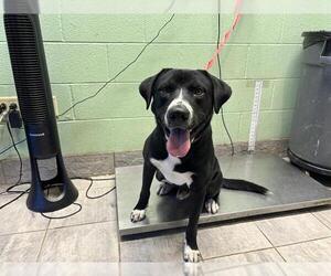 American Staffordshire Terrier-Unknown Mix Dogs for adoption in Grand Prairie, TX, USA