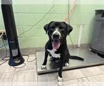 Small American Staffordshire Terrier Mix