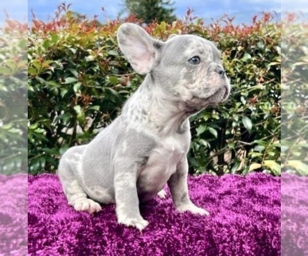Medium Photo #4 French Bulldog Puppy For Sale in ORLANDO, FL, USA