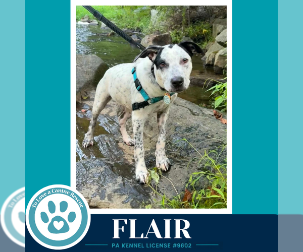 Medium Photo #1 Mutt Puppy For Sale in Kimberton, PA, USA