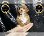 Puppy Little Coop AKC Poodle (Toy)