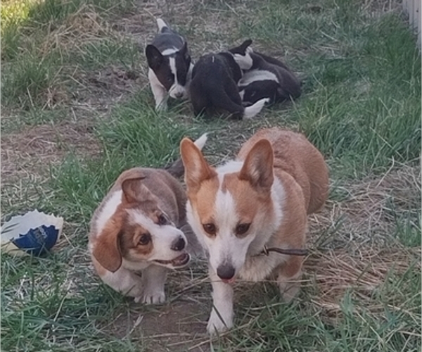 Medium Photo #45 Border Collie-Pembroke Welsh Corgi Mix Puppy For Sale in CHILOQUIN, OR, USA