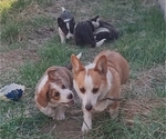Small Photo #45 Border Collie-Pembroke Welsh Corgi Mix Puppy For Sale in CHILOQUIN, OR, USA