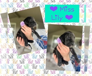 Great Dane Puppy for sale in AMARILLO, TX, USA