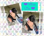 Small Great Dane