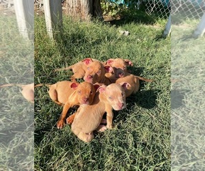 American Bully Puppy for sale in RICHLAND, WA, USA