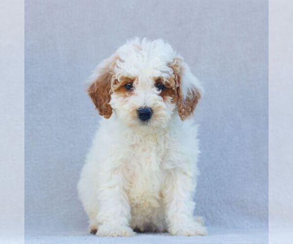 Medium Photo #1 Goldendoodle (Miniature) Puppy For Sale in EPHRATA, PA, USA