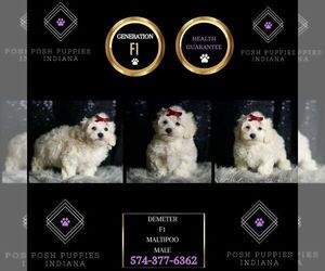 Maltipoo Puppy for sale in WARSAW, IN, USA