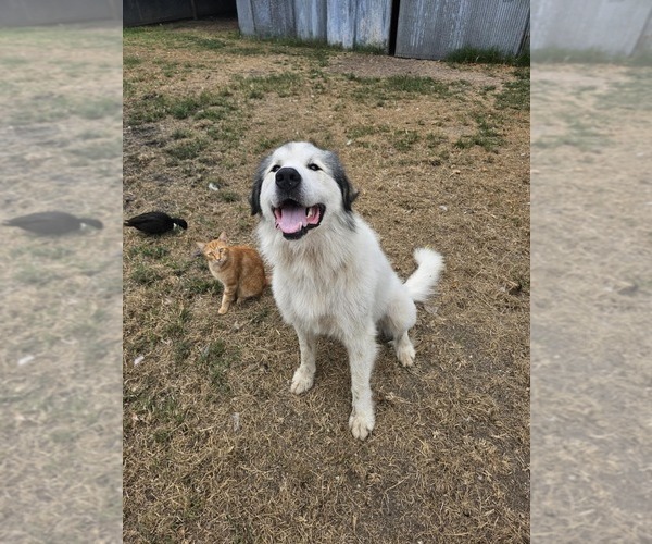 Medium Photo #1 Great Pyrenees Puppy For Sale in WATTS, OK, USA