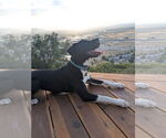 Small #2 Labrador Retriever Mix