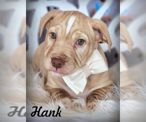 American Bulldog-Dachshund Mix Dogs for adoption in Anaheim Hills, CA, USA