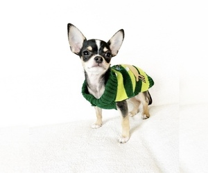 Chihuahua Puppy for sale in SACRAMENTO, CA, USA