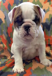 English Bulldog Puppy for sale in CHARLESTON, SC, USA