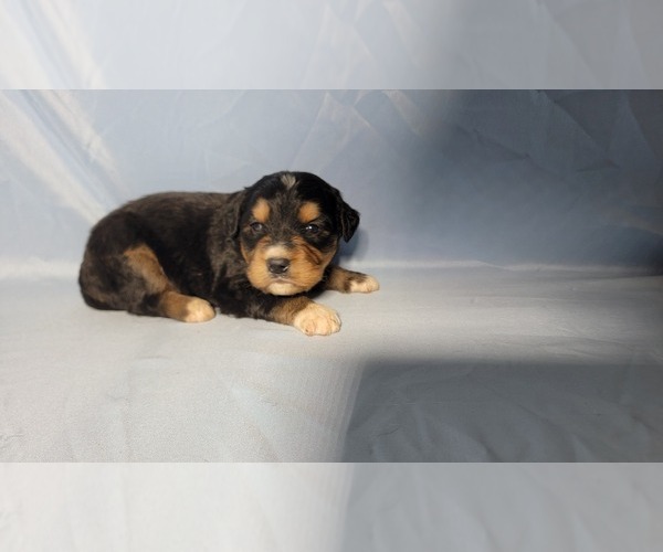 Medium Photo #8 Golden Mountain Dog Puppy For Sale in BLACK FOREST, CO, USA