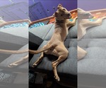Small #7 American Staffordshire Terrier Mix
