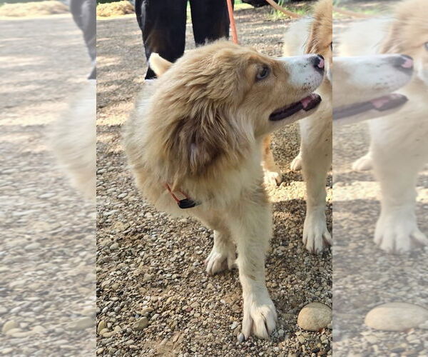 Medium Photo #6 Great Pyrenees Puppy For Sale in Spring, TX, USA