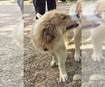 Small #5 Great Pyrenees
