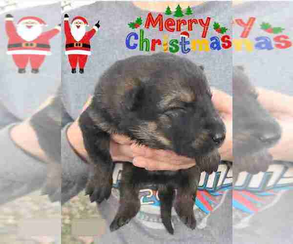 Medium Photo #2 German Shepherd Dog Puppy For Sale in KANSAS CITY, MO, USA